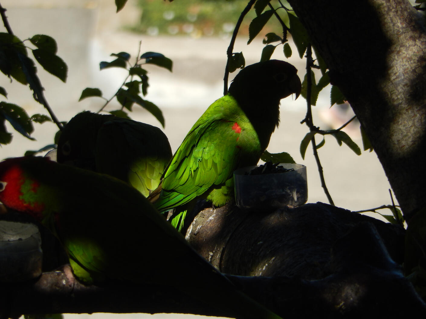 Parrots, Ina Coolbrith Park, San Francisco, 2025.